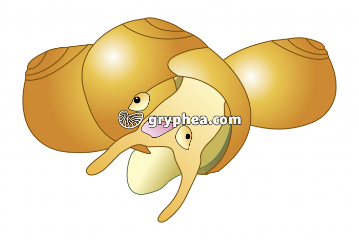 Littorine jaune (mollusque gastéropode) - gryphea.org